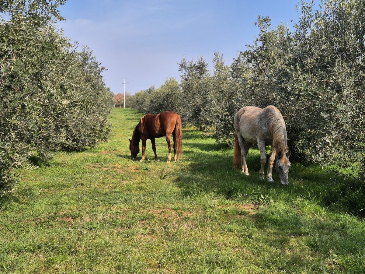 Sinergija ekolo&scaron;kog maslinarstva i inovativnog ruralnog turizma na Alpaka Ranchu Kavadah