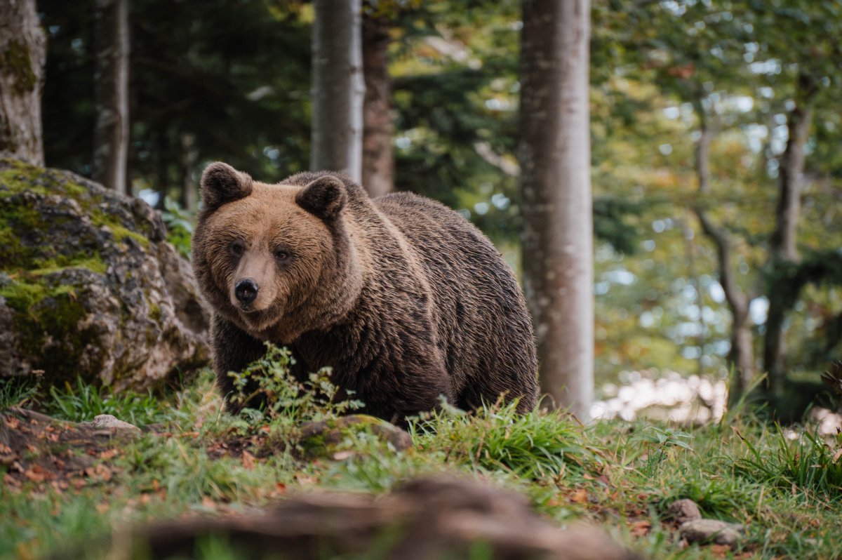 CROmedo - bearwatching