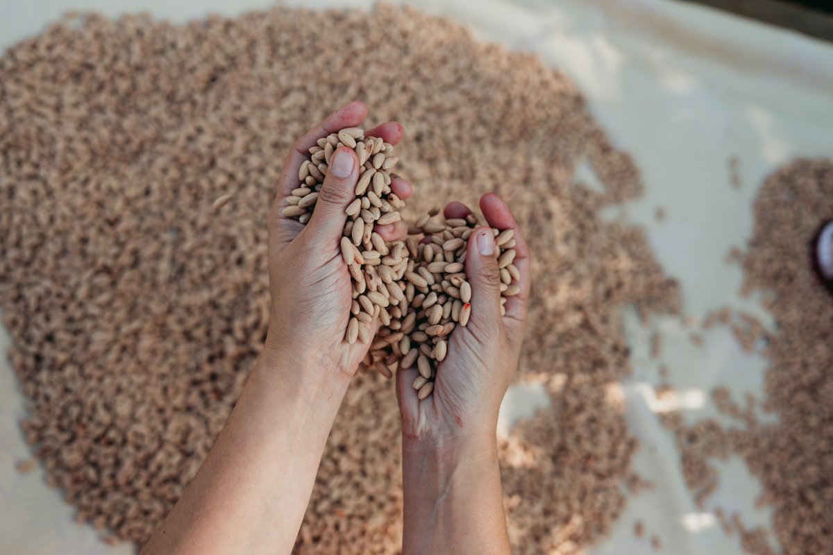 Aromatični set sa ko&scaron;picama od drenjine