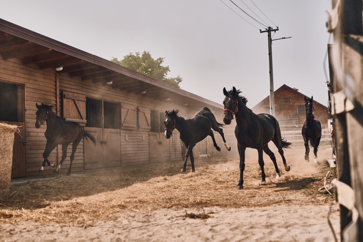 Ergela Feričanci ( Konjički klub Nexe )