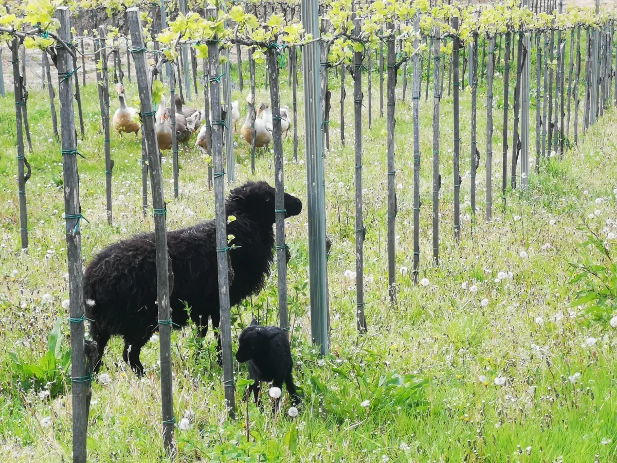 OPG Glavica - biodinamička vina i umijeće destilacije rakija