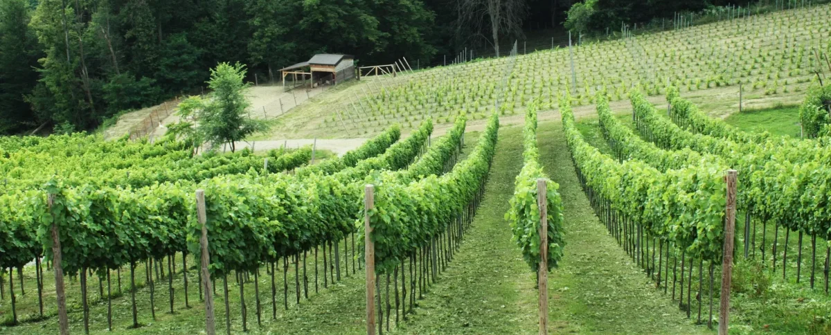 OPG Glavica - biodinamička vina i umijeće destilacije rakija