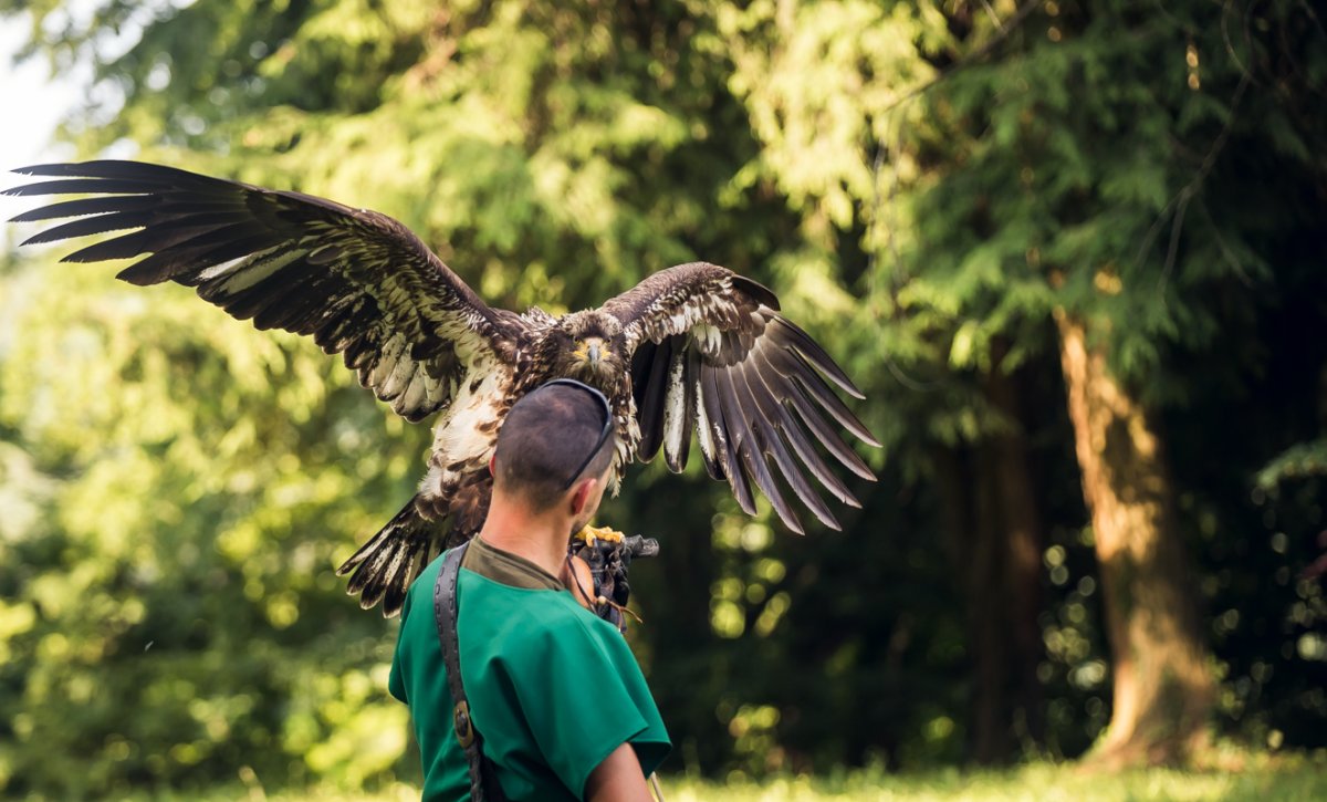 Almir Kubat, Kubat d.o.o.