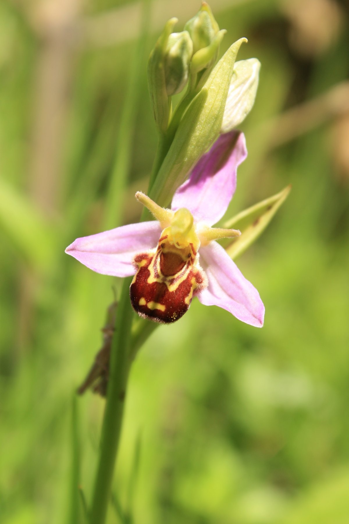Planinarsko-poučna staza Putovima orhideja