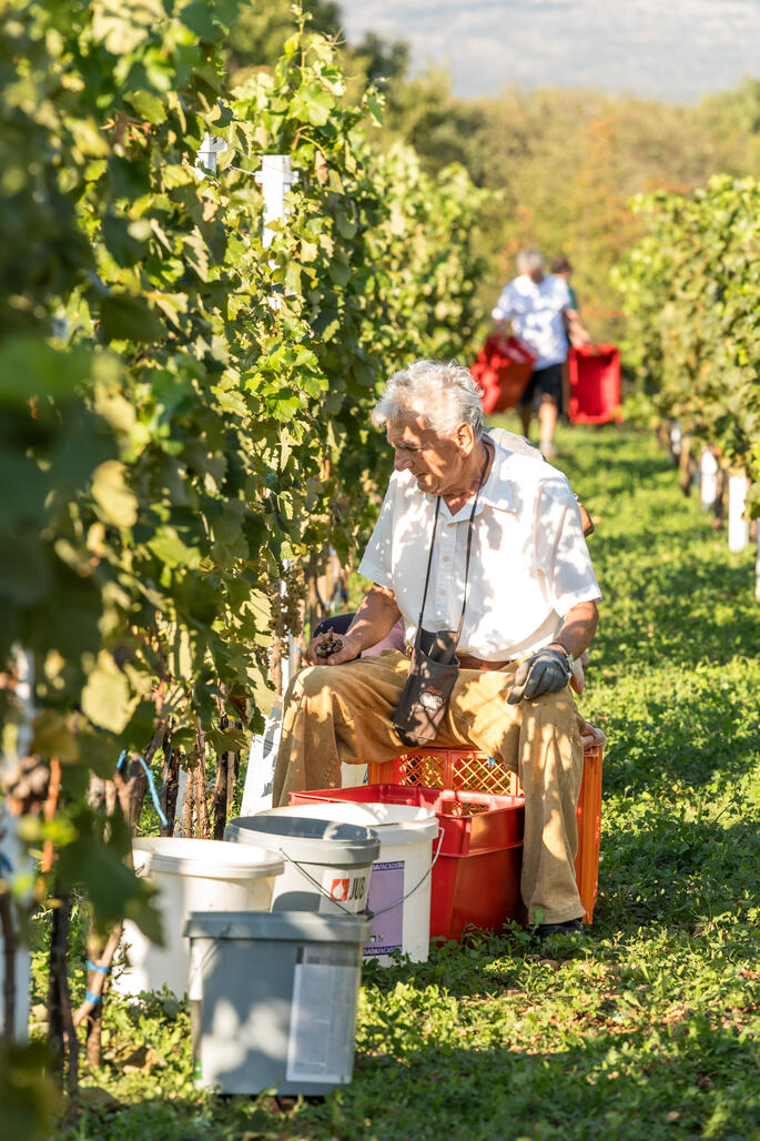 OPG Vitis Dulcis
