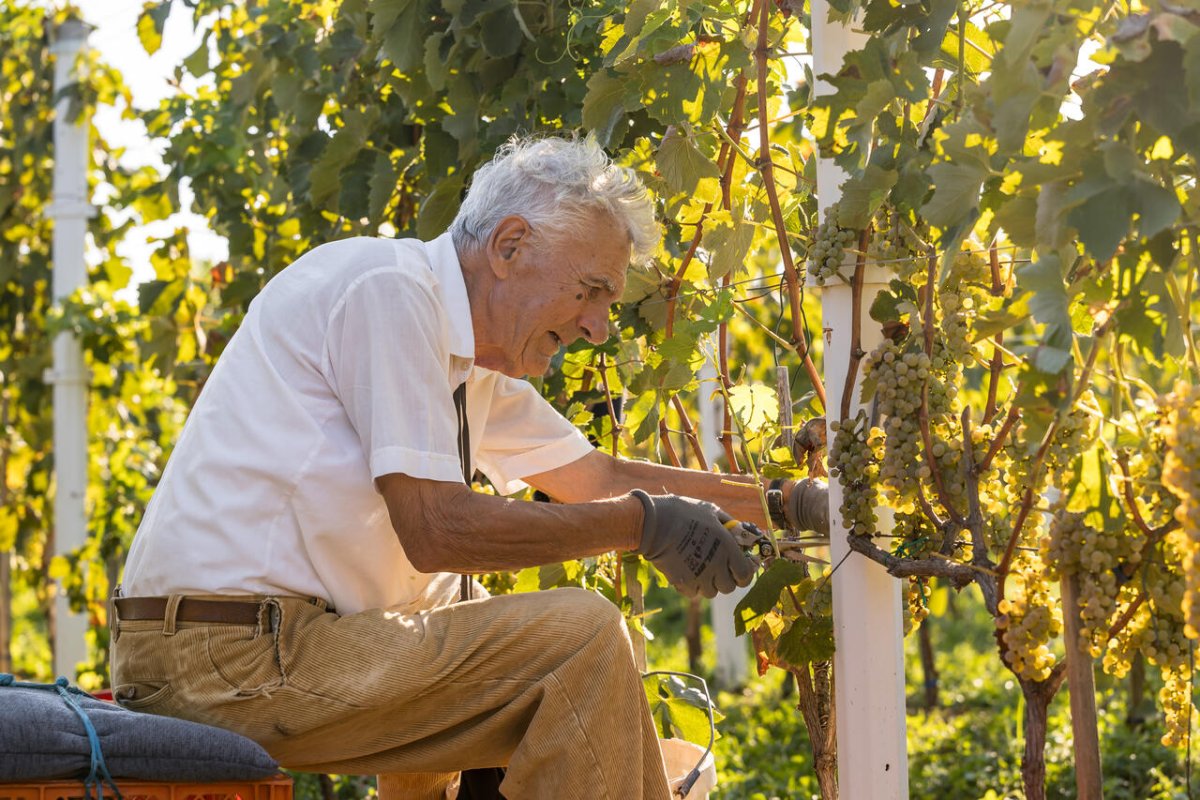 OPG Vitis Dulcis