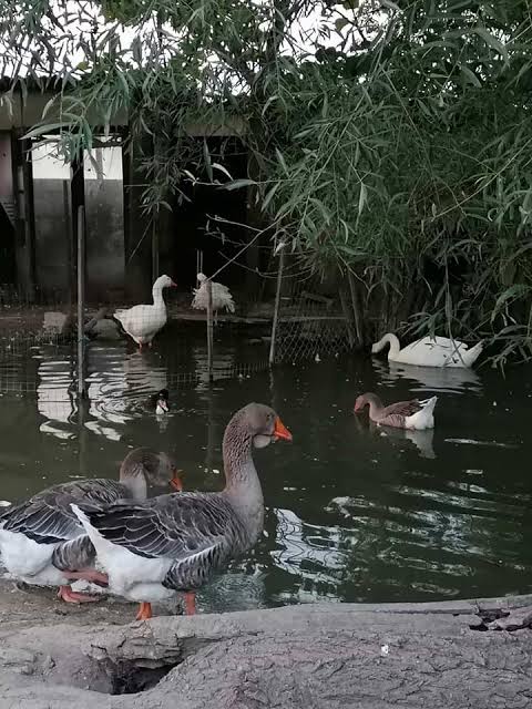 Seoski turizam Lacković