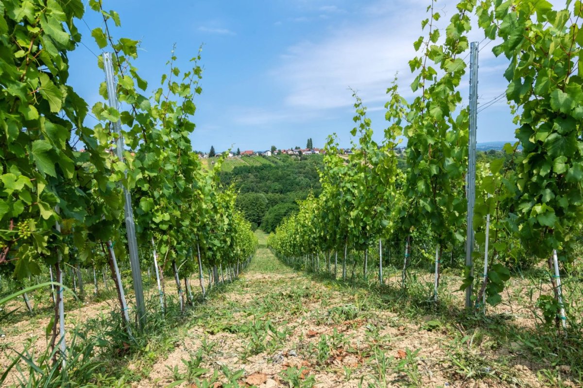 Vinarija Ko&scaron;ćak
