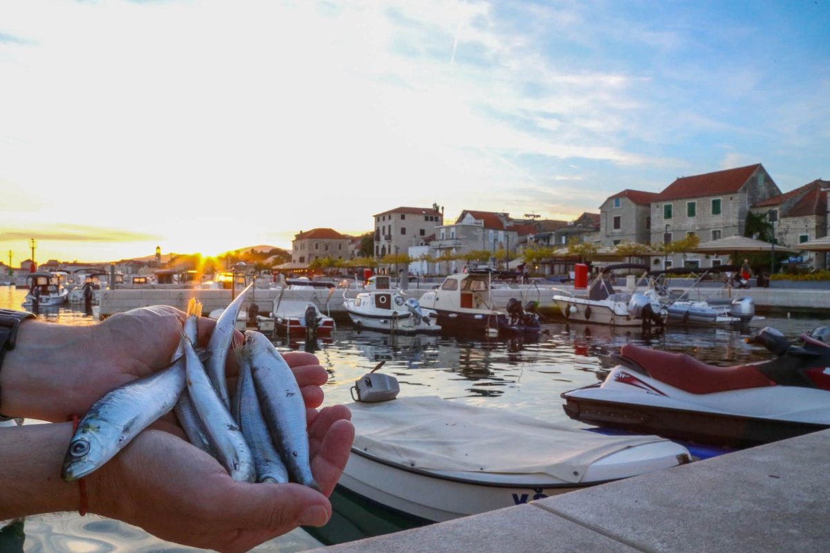 Lignjolov Ka&scaron;tela