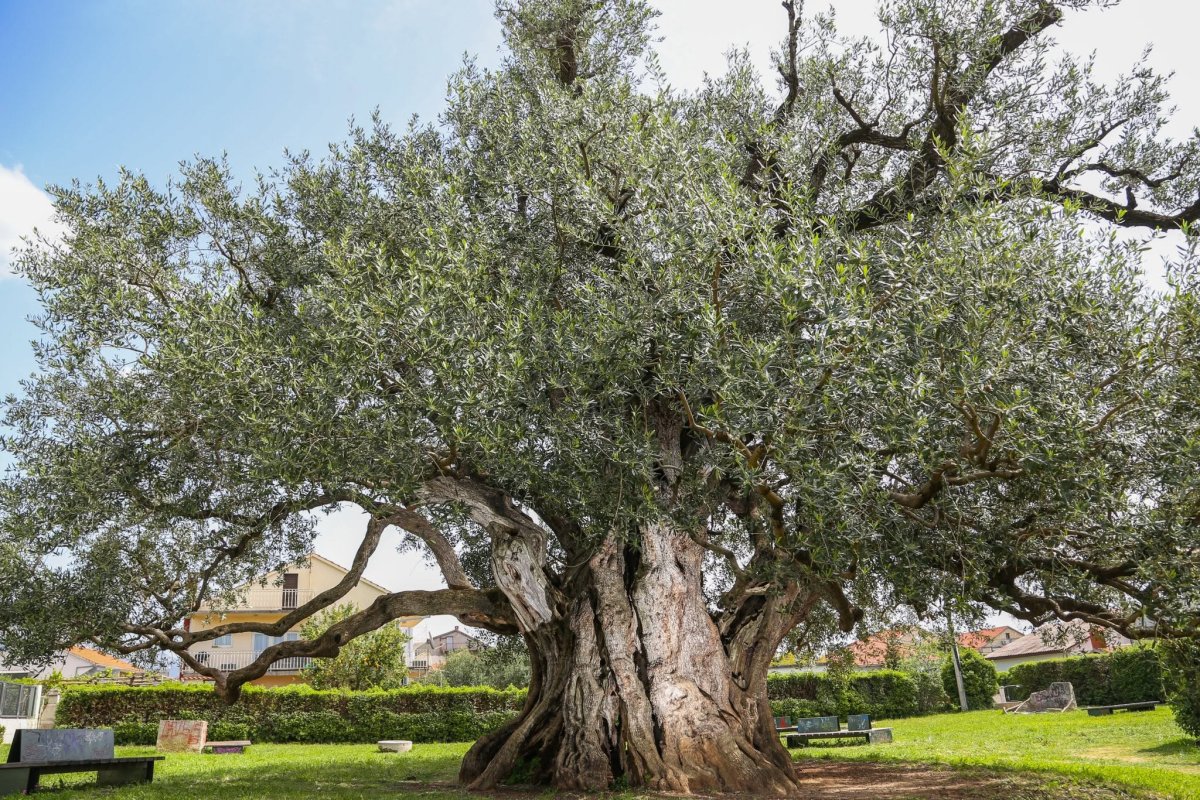 Hortikulturni spomenik prirode &ndash; Stara maslina (Mastrinka) u Ka&scaron;tel &Scaron;tafiliću
