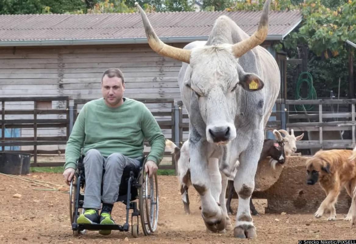 Onoterapija ISTRIAN de Dignan &ndash; inkluzivna didaktička farma, Vodnjan