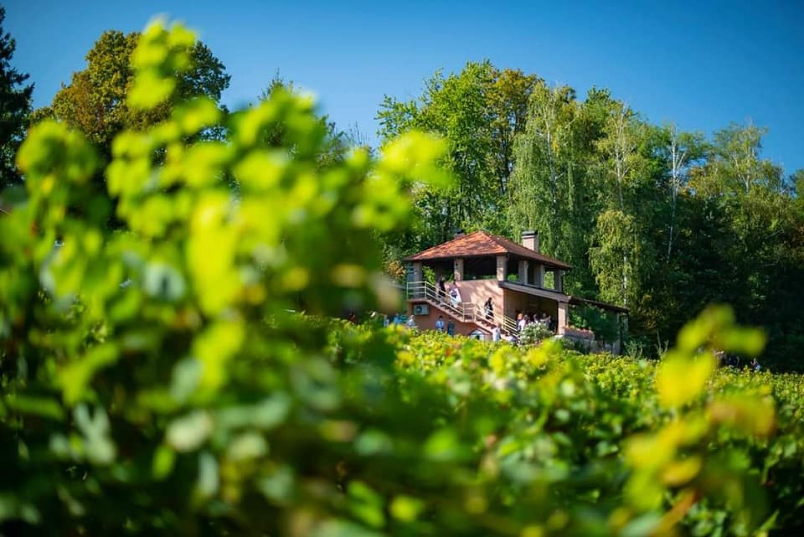 Vinogradarstvo Patkoš