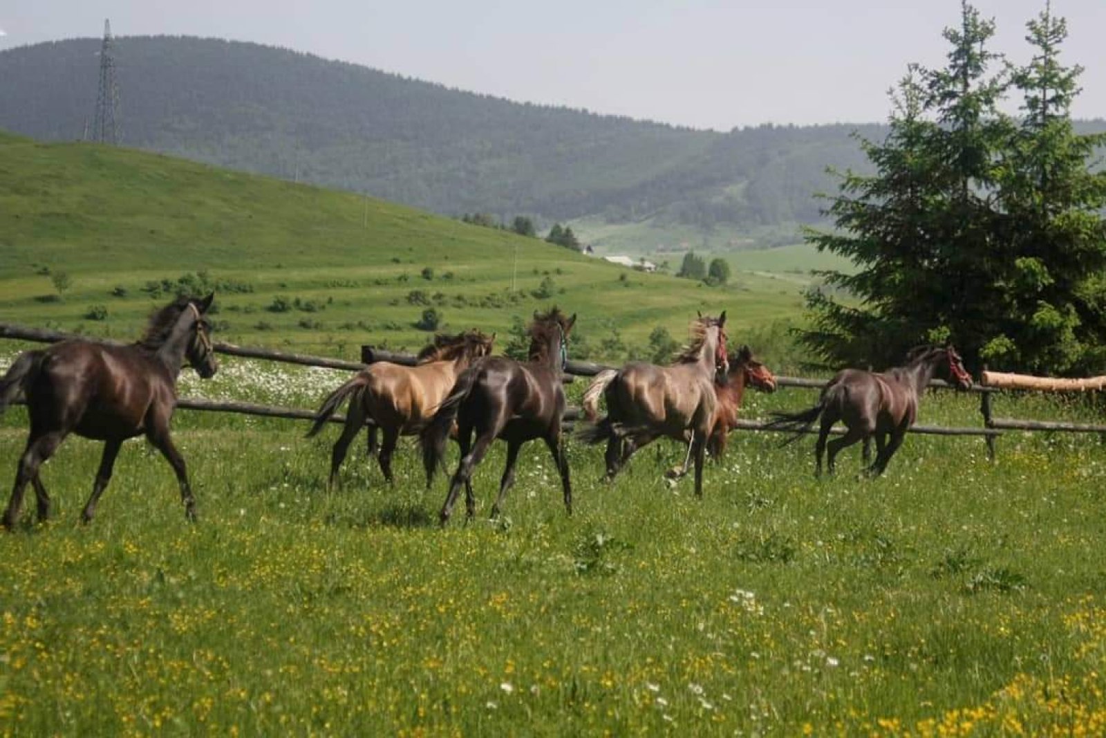 Uključivanje bosanskobrdskog konja u turističku ponudu Kupresa i Hercegbosanske županije