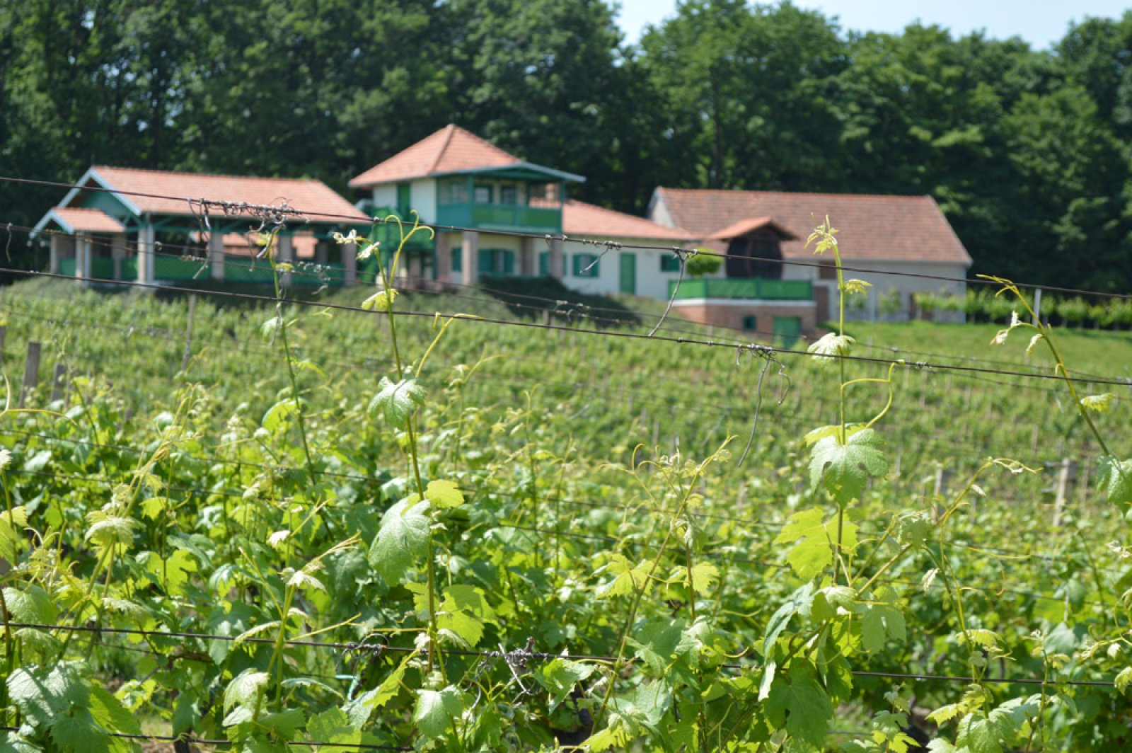 DOĐITE, KUŠAJTE, UŽIVAJTE U VINARIJI FERAVINO