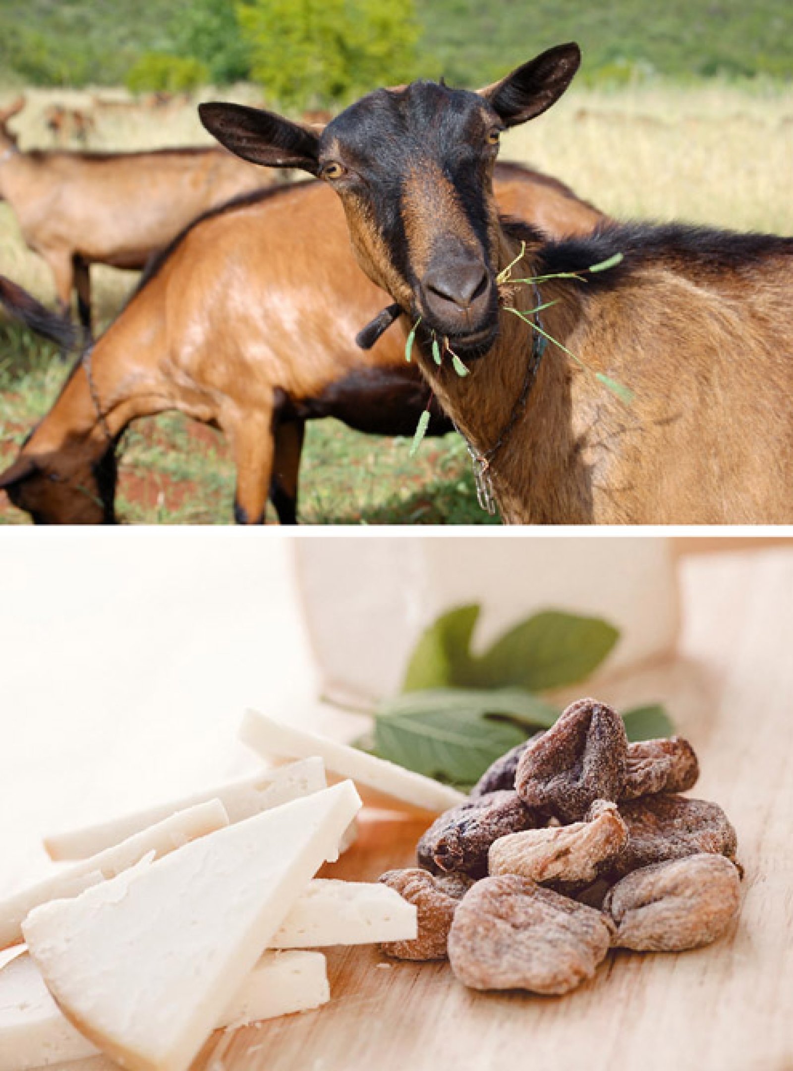 OPG ŽAMPERA- SINERGIJA OTOČNE GASTRONOMIJE I ROBINZONSKOG ODMORA